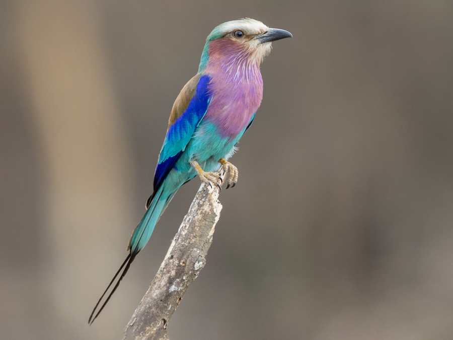 Lilac-breasted Roller perched on branch, Queen Elizabeth National Park Uganda