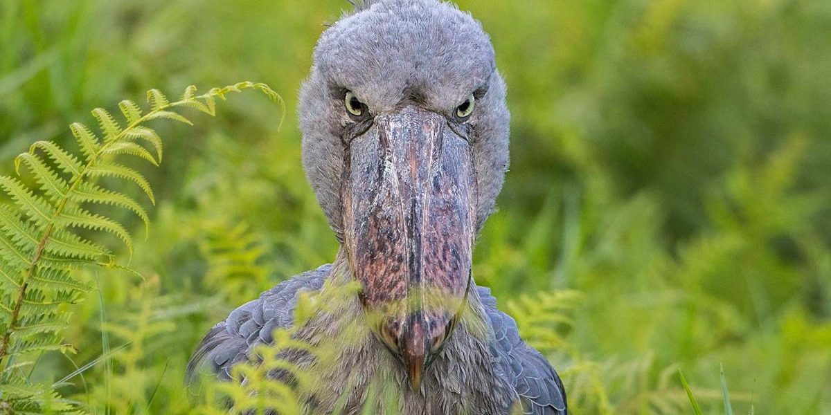 Shoebill Stork — Balaeniceps rex — standing in wetland Uganda