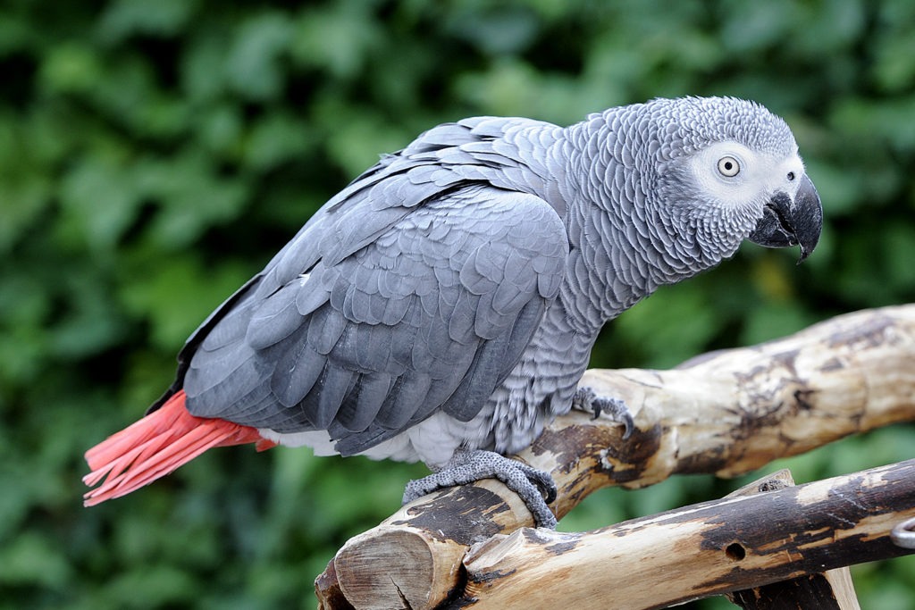 African Grey Parrot perched in Bwindi Impenetrable Forest Uganda