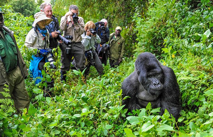Bwindi Impenetrable Forest