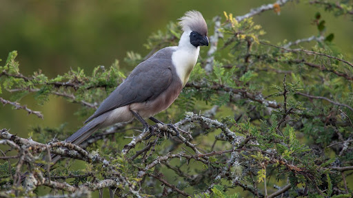 Rwenzori Turaco endemic bird in the Mountains of the Moon Uganda