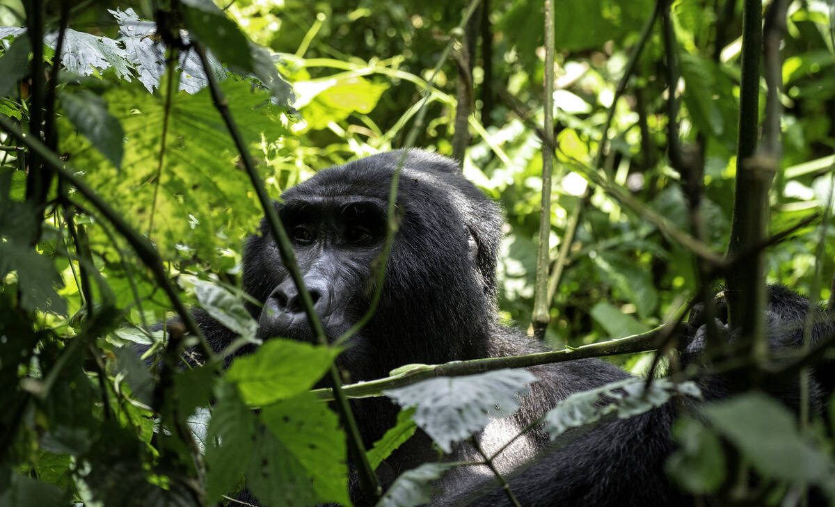 web_large_TTP24Gorillas-5__1_