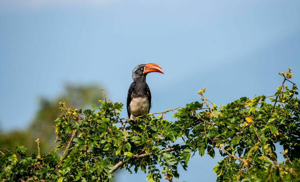 web_large_TTP24Kibale-45__1_