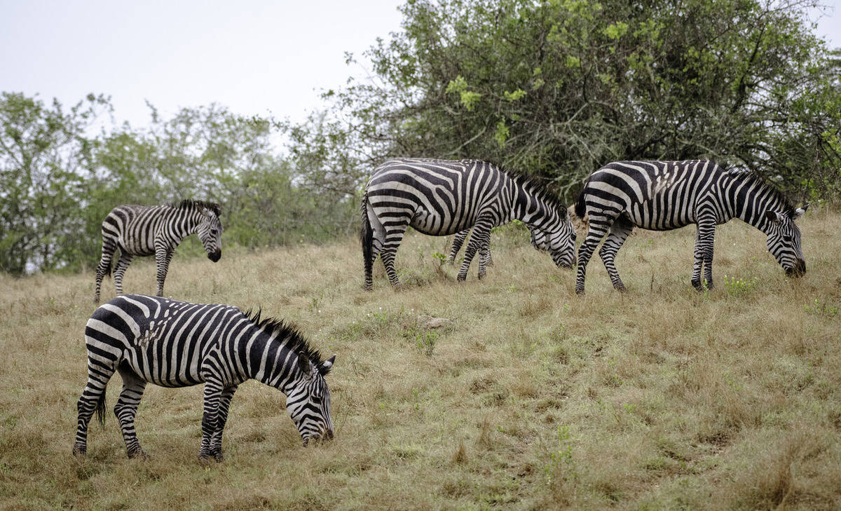 web_large_TTP24Mburo-9__1_