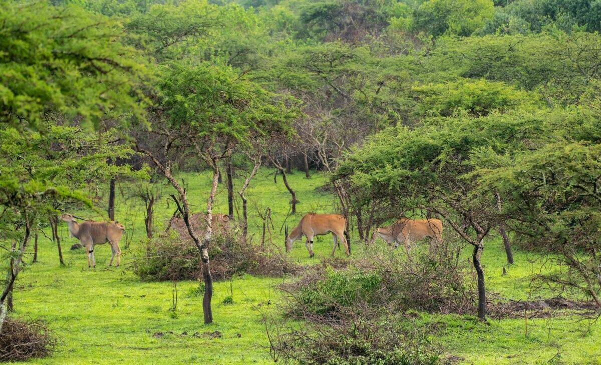 web_large_TTP24Mburo__1_