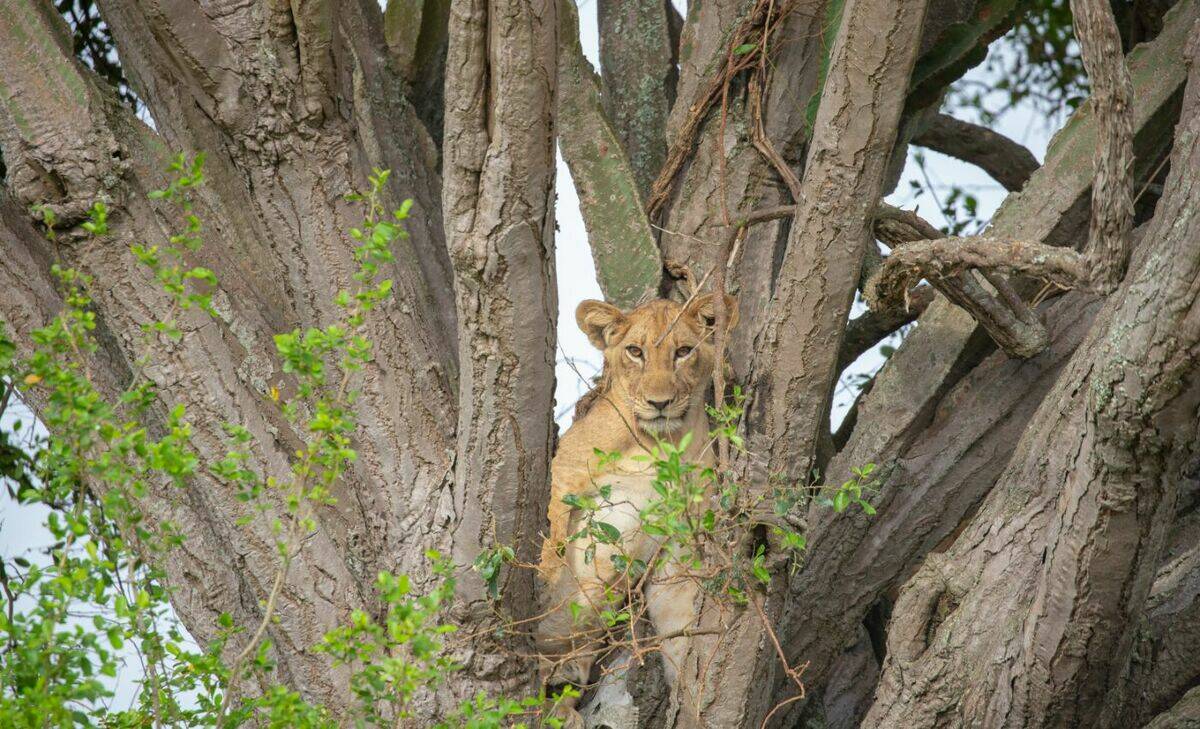 web_large_TTP24Queen-219__1_