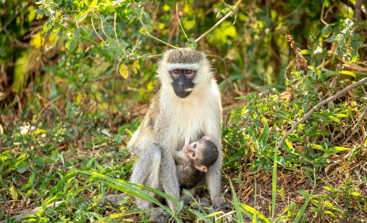 web_large_TTP24Queen-261__1_