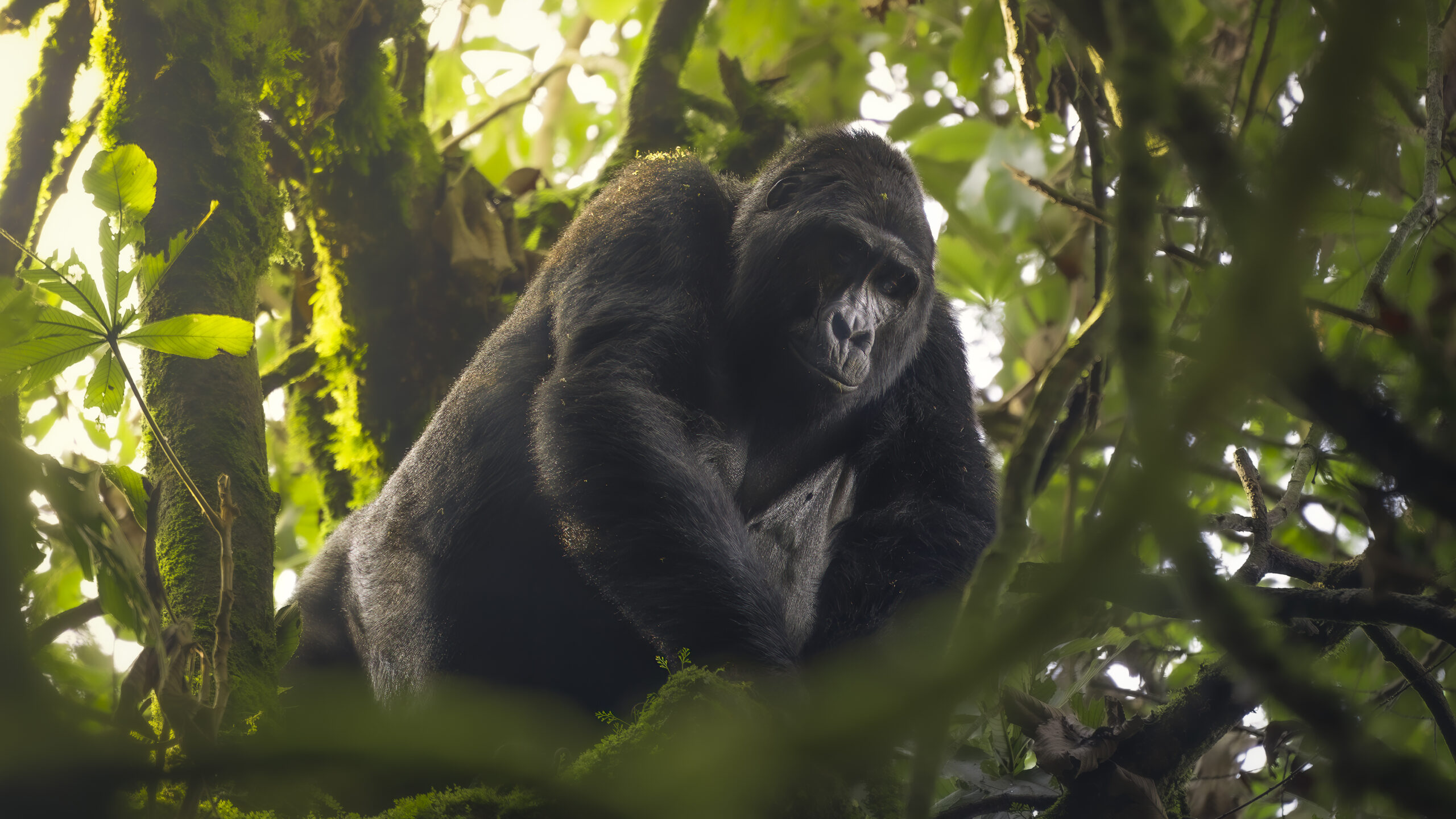 Mountain Gorilla