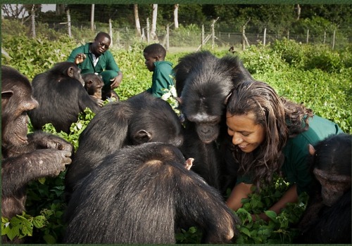 Visitors on the viewing platform at Ngamba Island Chimpanzee Sanctuary